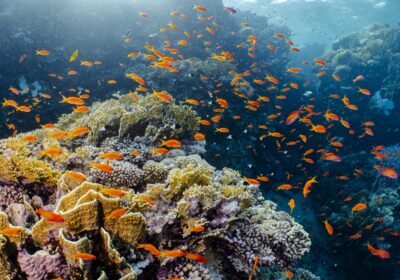red sea snorkeling egypt