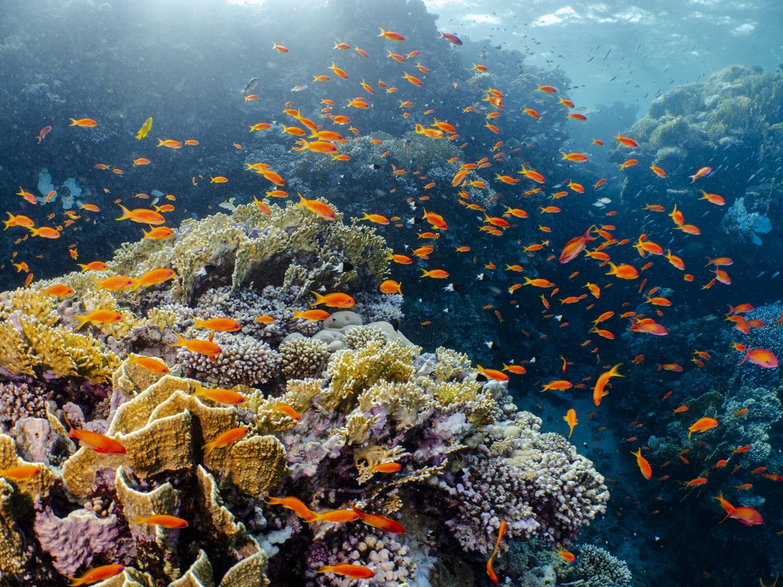 red sea snorkeling egypt