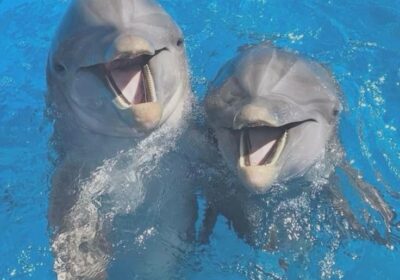 dolphin show hurghada tickets price